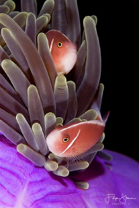 Clownfish, Komodo, Indonesia. by Filip Staes 